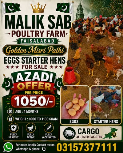 golden misri | desi hens |golden misri pathi |misri pathi |desi murghi
