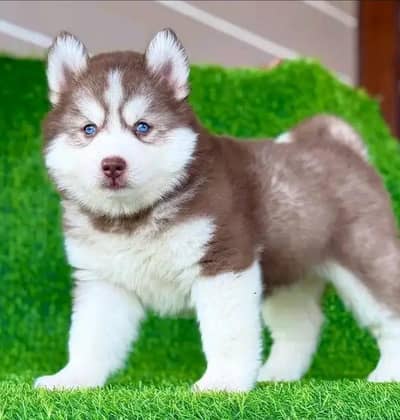 Siberian husky for sale 0346+4647+379