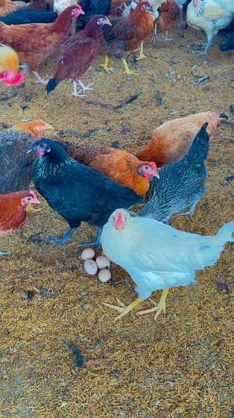 golden misri | desi hens |golden misri pathi |misri pathi |desi murghi