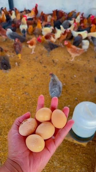 golden misri | desi hens |golden misri pathi |misri pathi |desi murghi