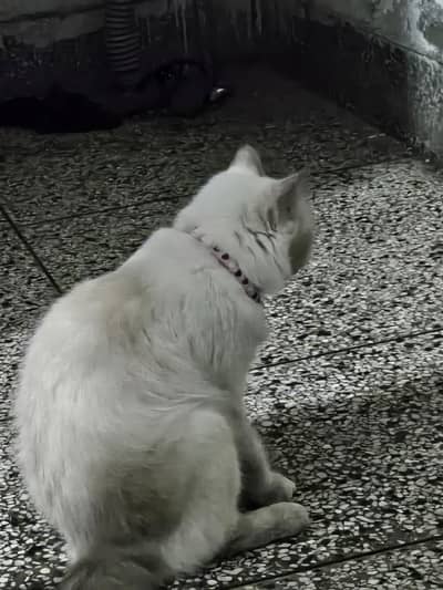 himalayan persian cat fixed price