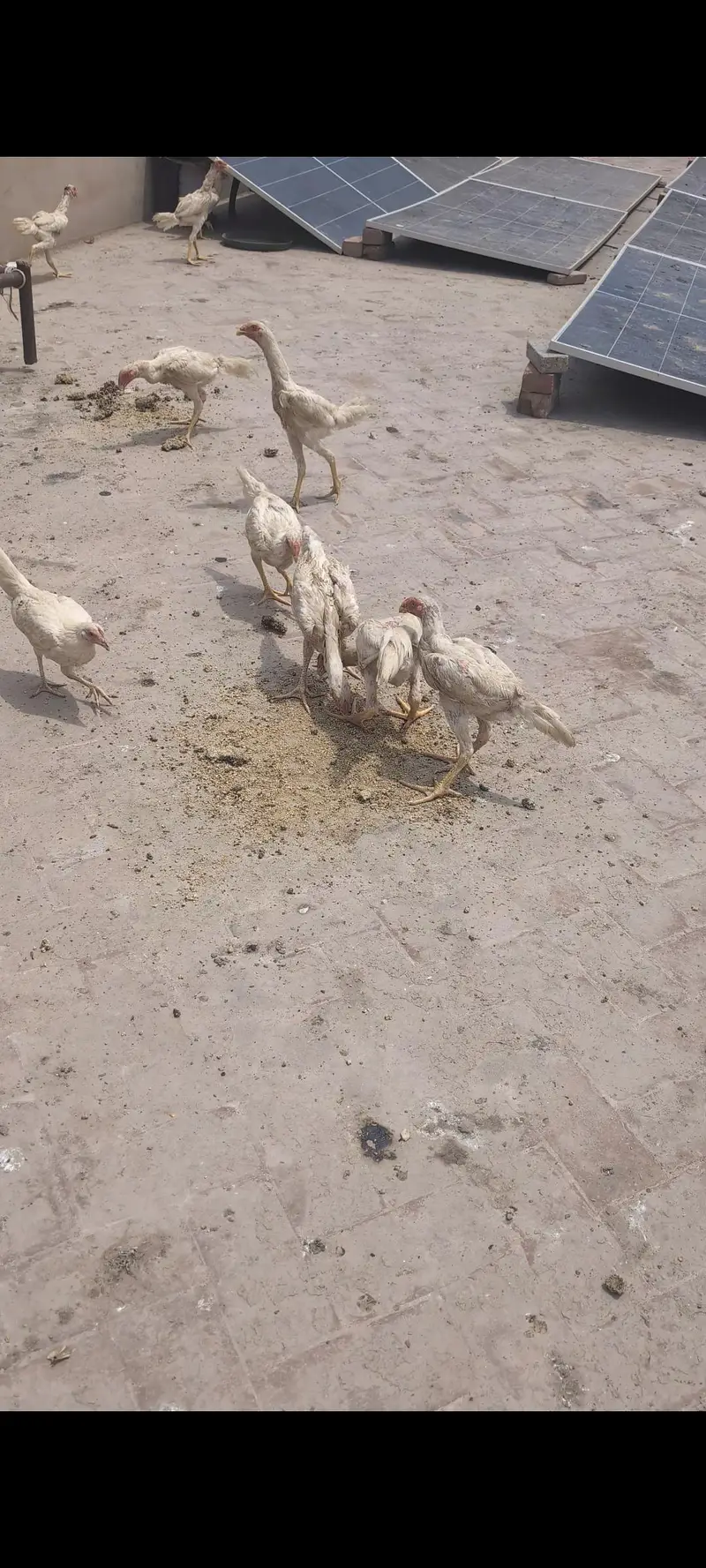 Shamu Chicks — photo 4