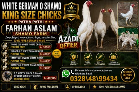 shamo | white / black shamo | king shamo chicks | patha / pathi |aseel