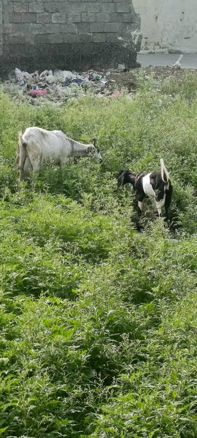 BAKRI OR KID
