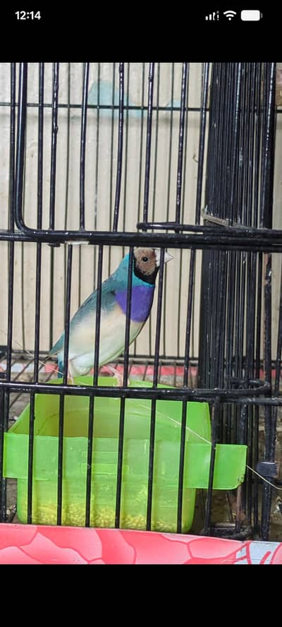 Classic blue Golden finches