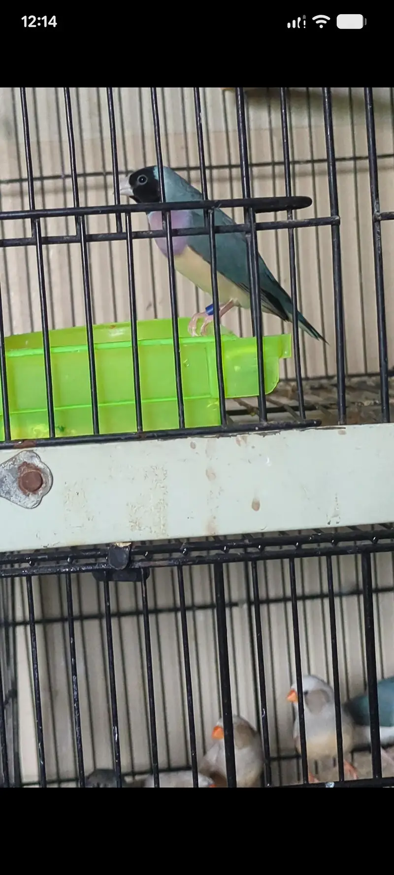 Classic blue Golden finches — photo 2