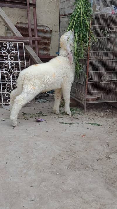 Dumba for sale
