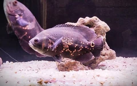 Tiger Oscars pair