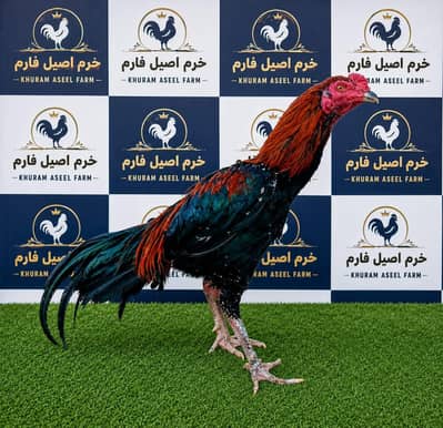 Burmi + Vait Aseel – 3 Murghay Sale
