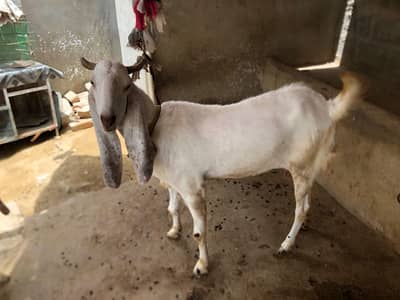female goats for sale gulabi cross