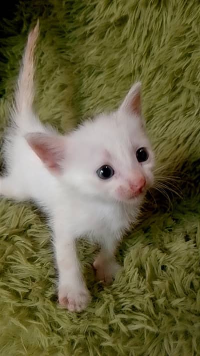 kitten for sale