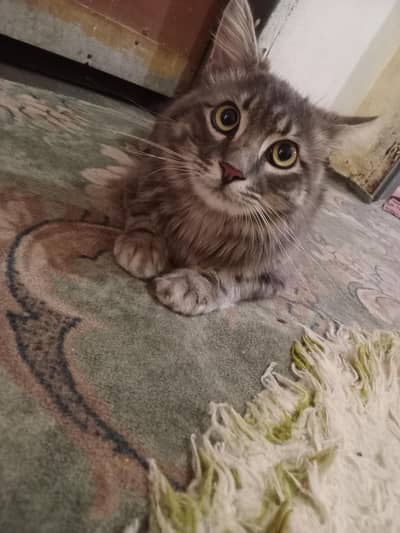 beautiful active male cat
