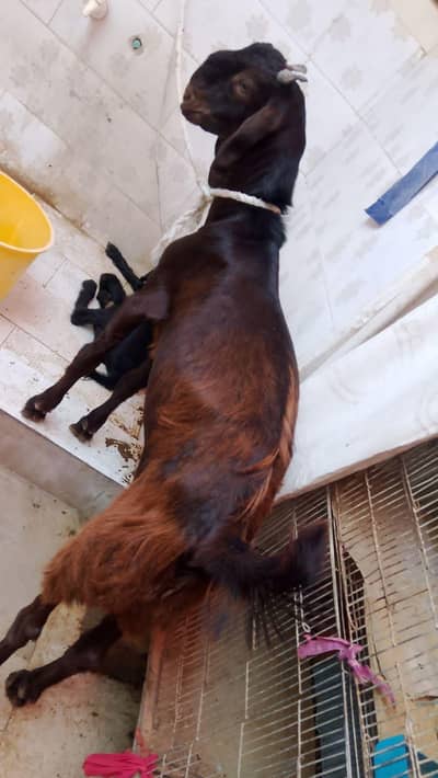 1 bakra hai camori cros watsup 03701653023