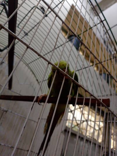 green ringneck parrot
