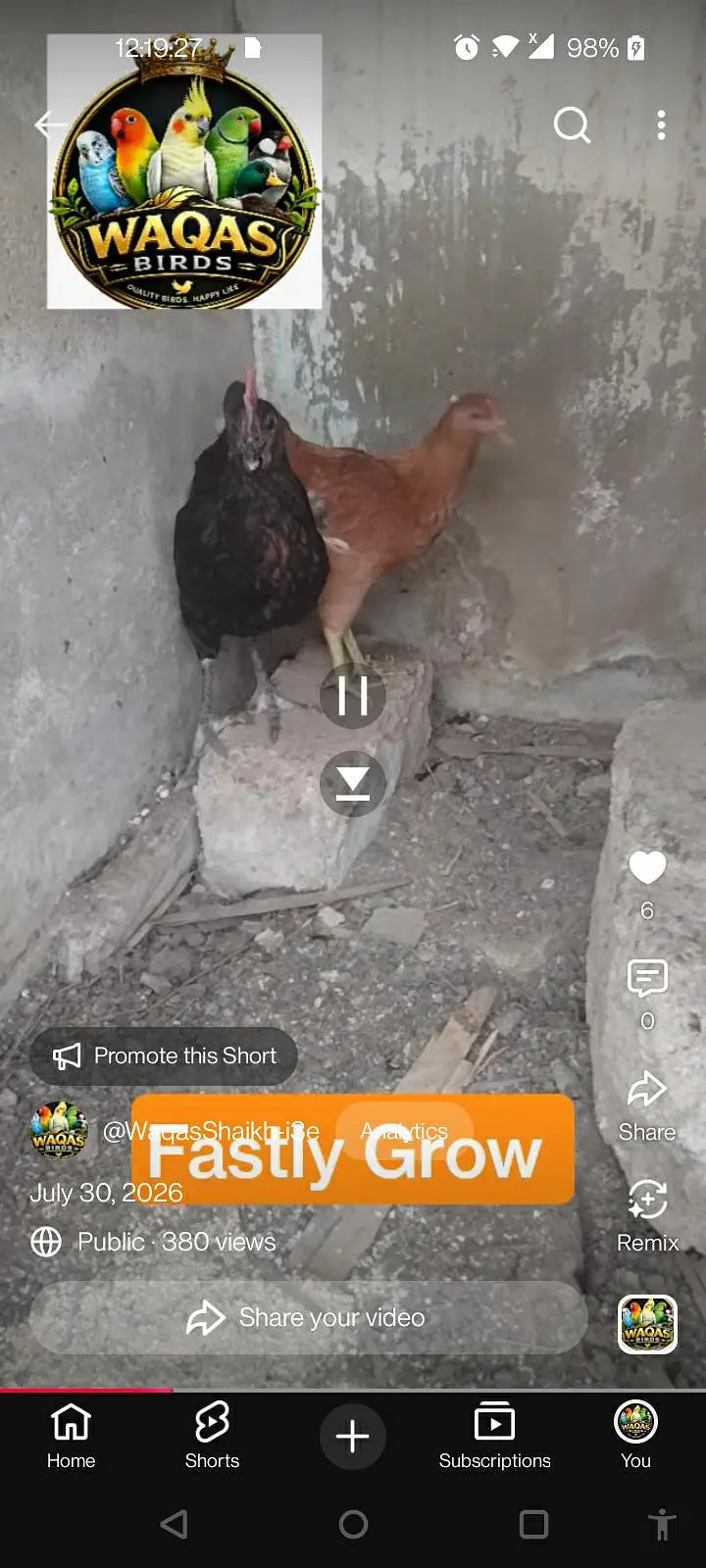 hello everyone I am waqas from Waqas Birds — photo 2