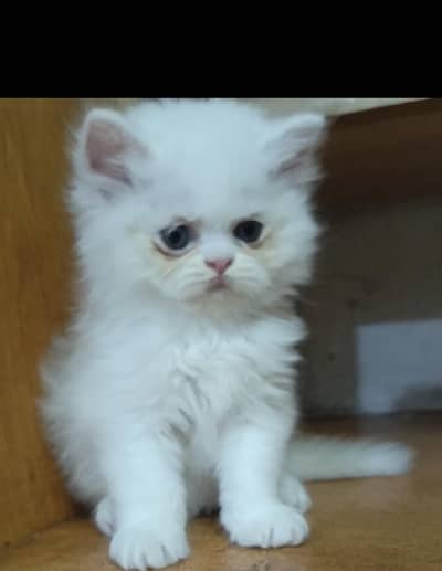 persian female/male kitten/cat triple coat/punch/semipunch