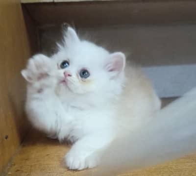persian female/male kitten/cat triple coat/punch/semipunch