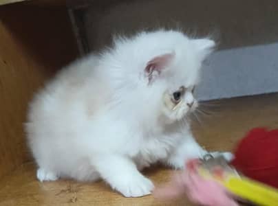 persian female/male kitten/cat triple coat/punch/semipunch