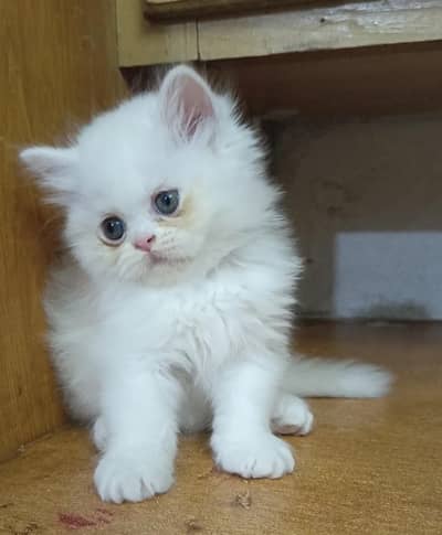 persian female/male kitten/cat triple coat/punch/semipunch