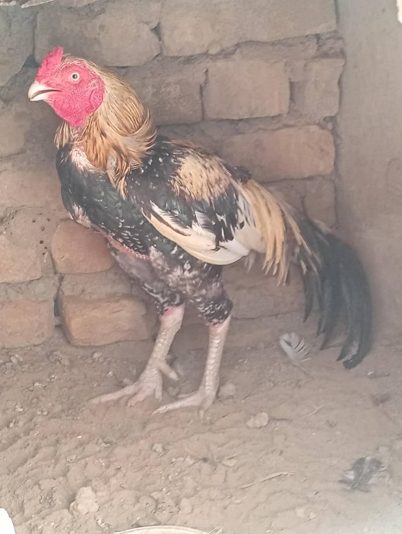 Aseel mainwali 0