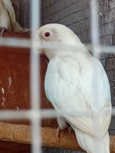 albino red eyes love birds breeder pair