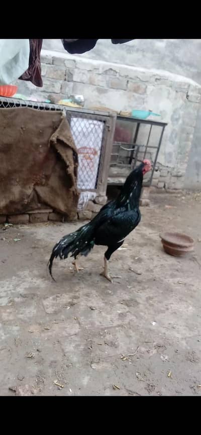 Mushka lasani chicks