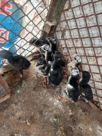Mushka lasani chicks