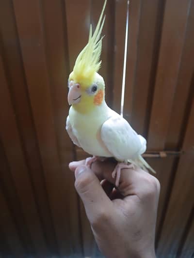 tame male and budgies pair available