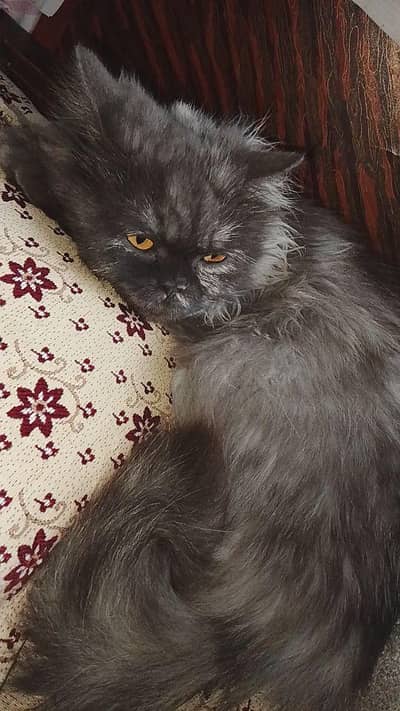 persian cat