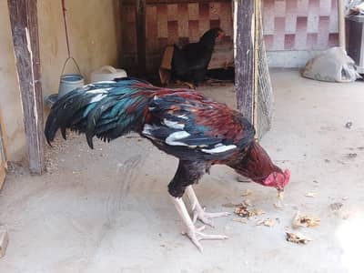 2 aseel hens / 1 Sindhi rooster / 9 aseel chicks