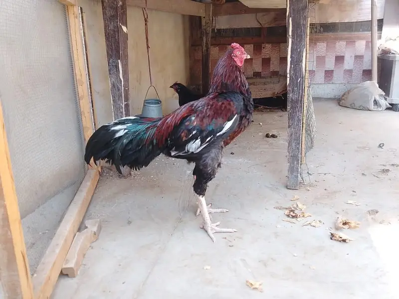 2 aseel hens / 1 Sindhi rooster / 9 aseel chicks — photo 2
