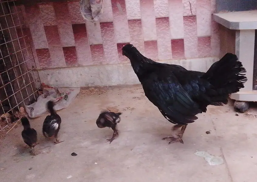 2 aseel hens / 1 Sindhi rooster / 9 aseel chicks — photo 3