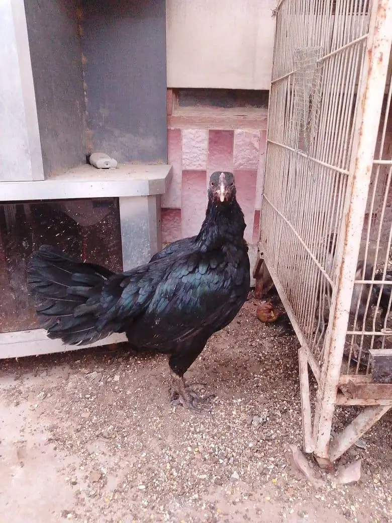 2 aseel hens / 1 Sindhi rooster / 9 aseel chicks — photo 4