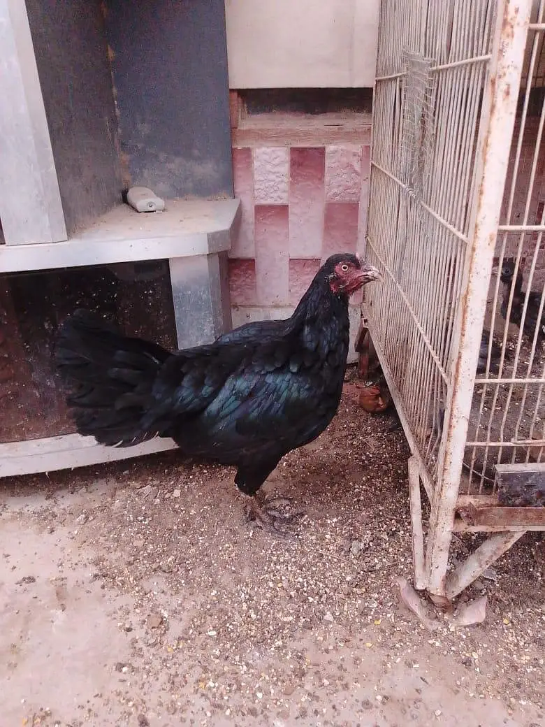 2 aseel hens / 1 Sindhi rooster / 9 aseel chicks — photo 5