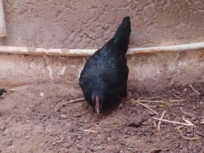 2 aseel hens / 1 Sindhi rooster / 9 aseel chicks — photo 6