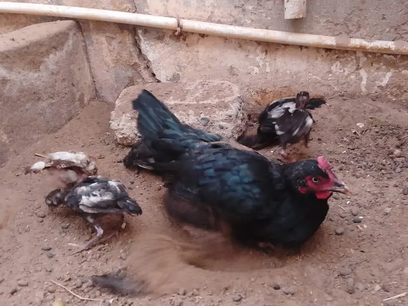 2 aseel hens / 1 Sindhi rooster / 9 aseel chicks — photo 7