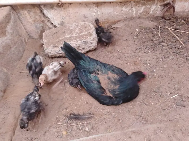 2 aseel hens / 1 Sindhi rooster / 9 aseel chicks — photo 8