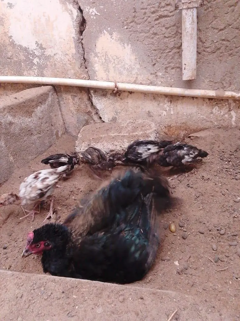 2 aseel hens / 1 Sindhi rooster / 9 aseel chicks — photo 9