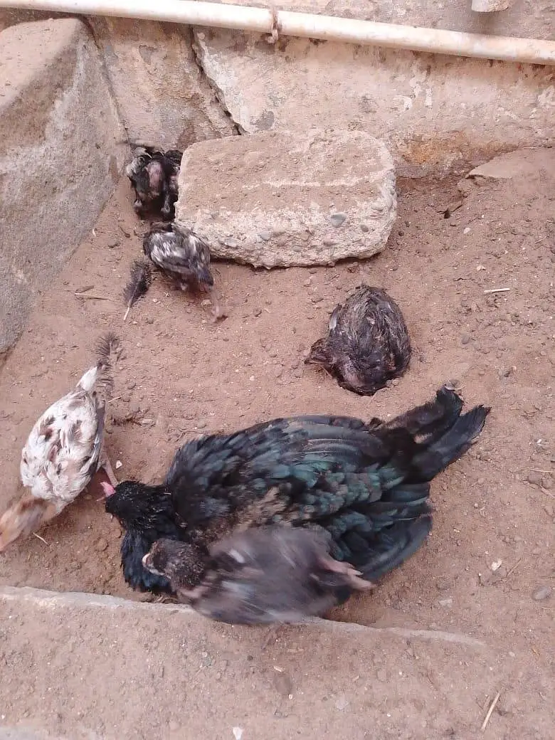 2 aseel hens / 1 Sindhi rooster / 9 aseel chicks — photo 10
