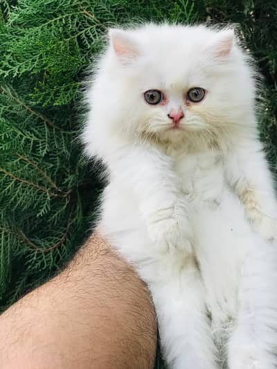 Persian kittens
