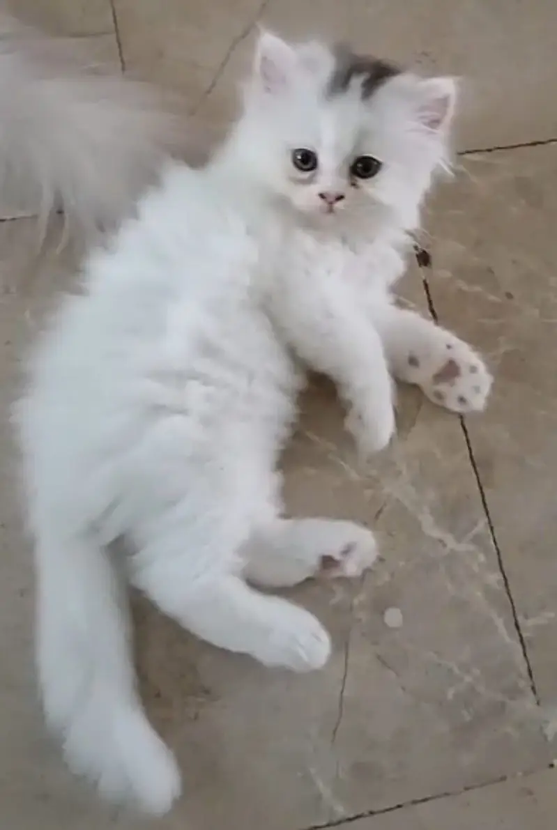 Persian kittens — photo 2