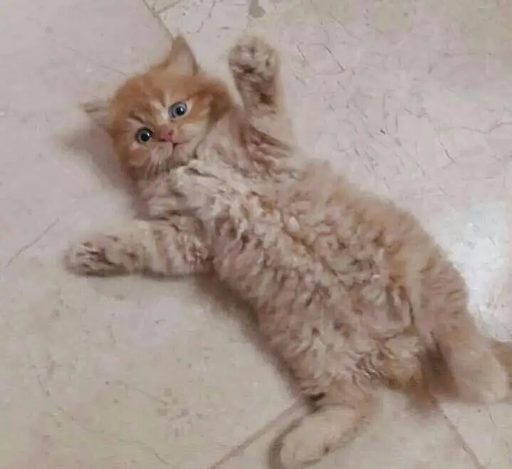 Persian kittens — photo 4