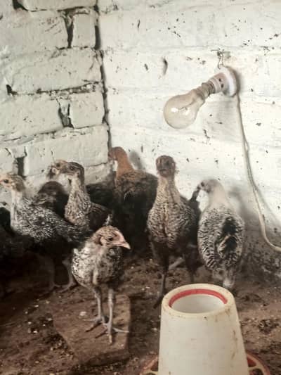 Pure Misri Fayoumi Chickens for sale