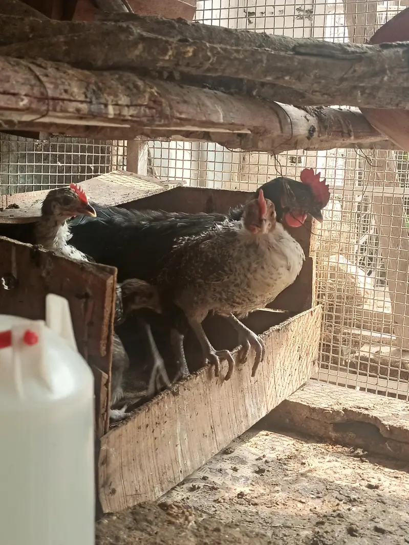 Pure Misri Fayoumi Chickens for sale — photo 2