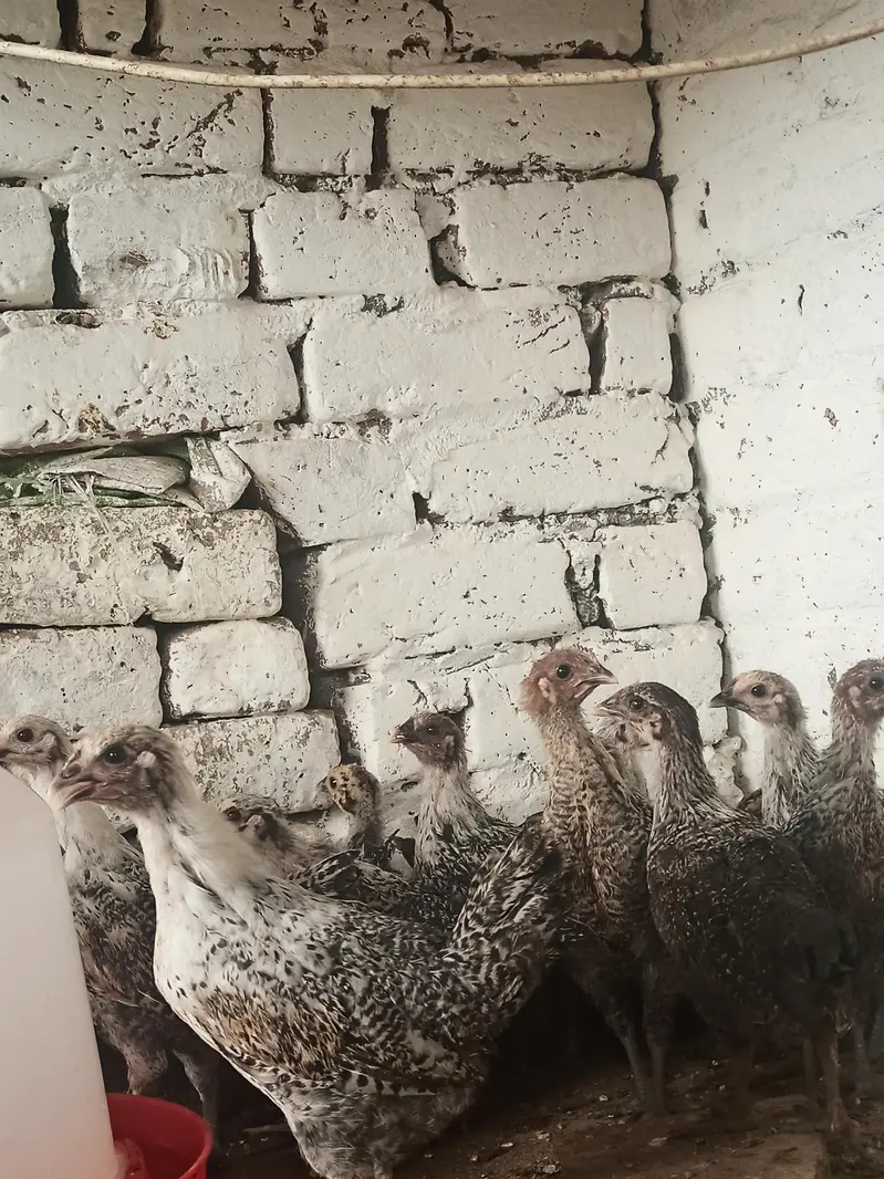 Pure Misri Fayoumi Chickens for sale — photo 3