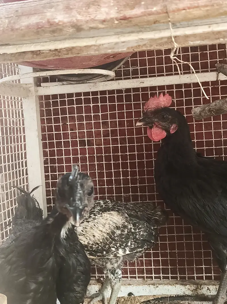 Pure Misri Fayoumi Chickens for sale — photo 4