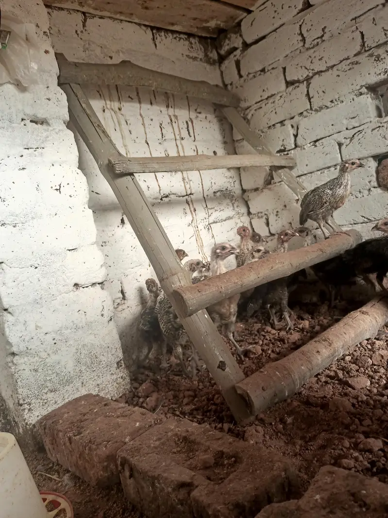 Pure Misri Fayoumi Chickens for sale — photo 5