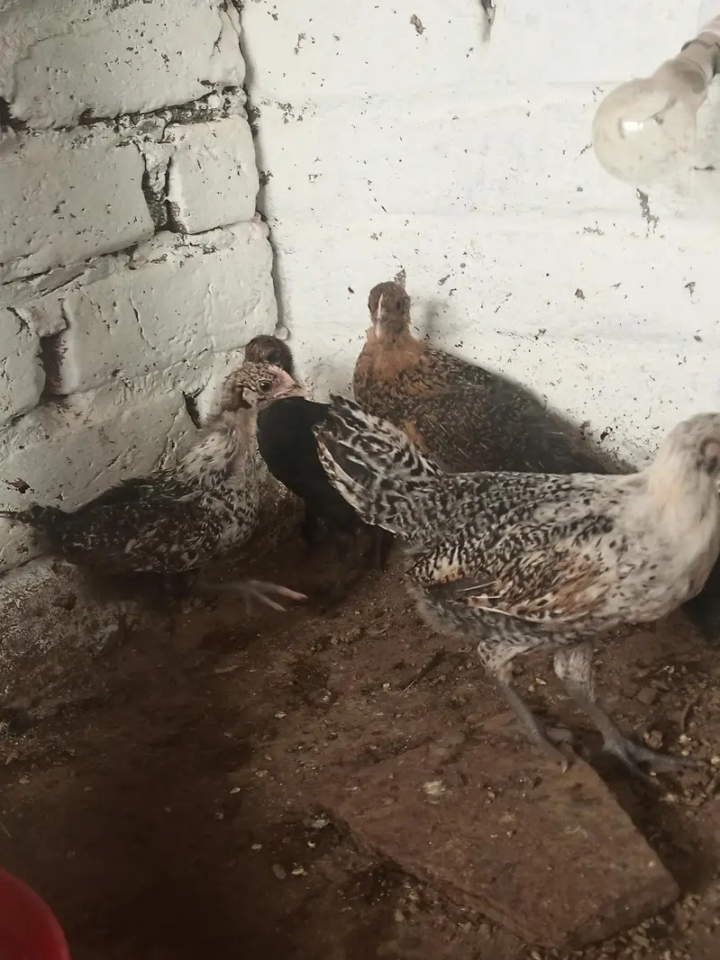 Pure Misri Fayoumi Chickens for sale — photo 6