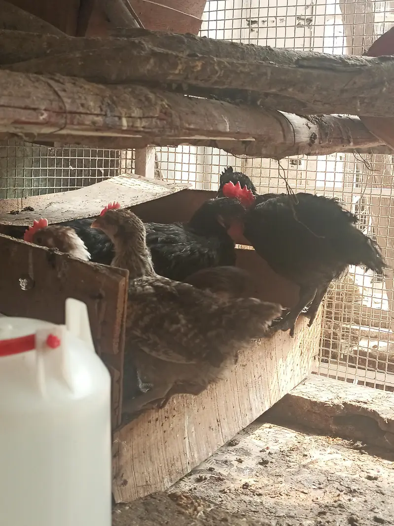 Pure Misri Fayoumi Chickens for sale — photo 7