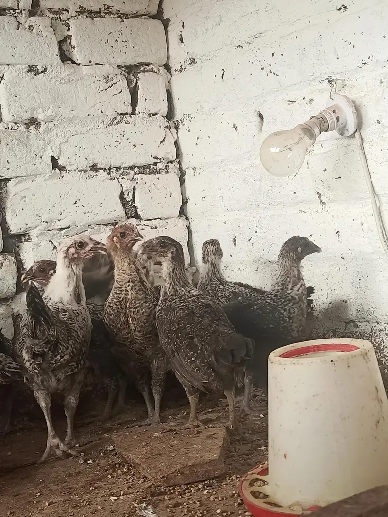 Pure Misri Fayoumi Chickens for sale — photo 8